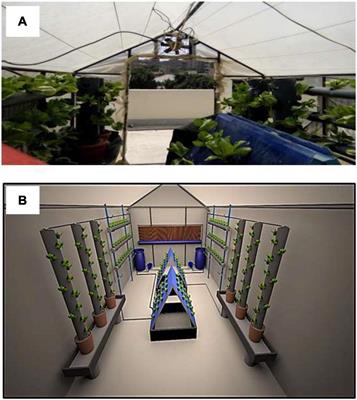 Using Machine Learning Models to Predict Hydroponically Grown Lettuce Yield